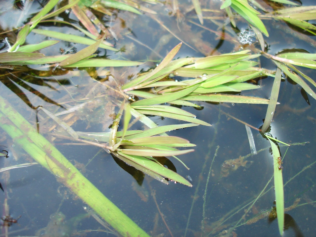 Emergent Aquatic Plants Outdoor Alabama